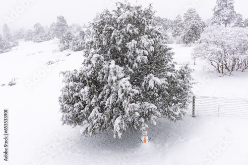 Snow covered trees, a large juniper, Juniperus, in the foreground with a snowman beneath its branches.