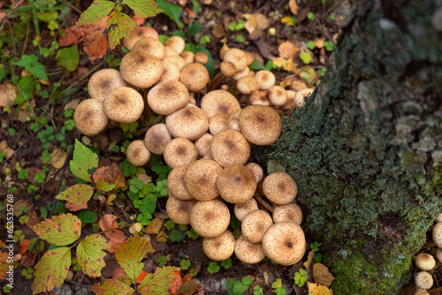 Edible mushrooms in the natural environment, forest mushrooms on a tree trunk, autumn