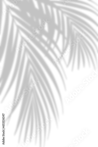 Shadow Palm Leaves silhouette
,Blurry Tropical Coconut Leaf Overlay, Element object for Spring Summer, Mock up Product Presentation