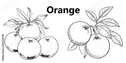 A set of orange lineart coloring book page Graphic Design photo