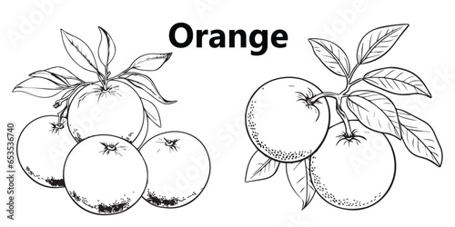 A set of orange lineart coloring book page Graphic Design