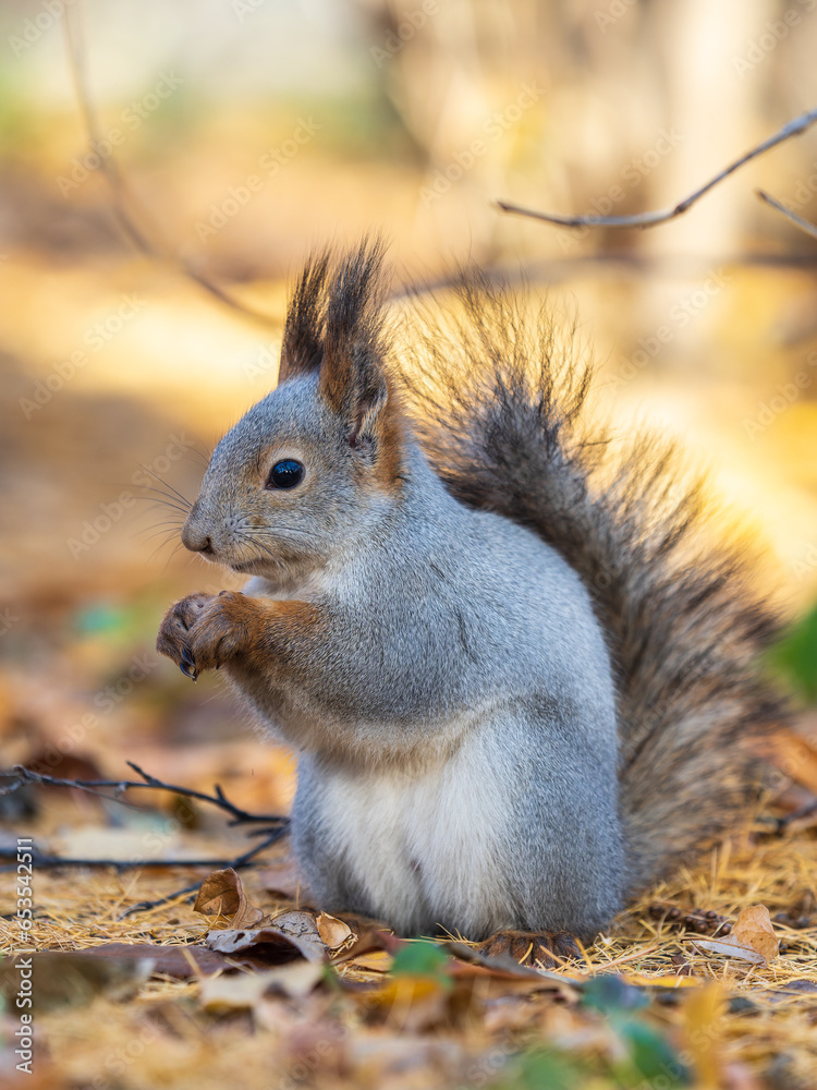 Autumn squirrel with nut sits on green grass with fallen yellow leaves Autumn squirrel with nut sits on green grass with fallen yellow leaves