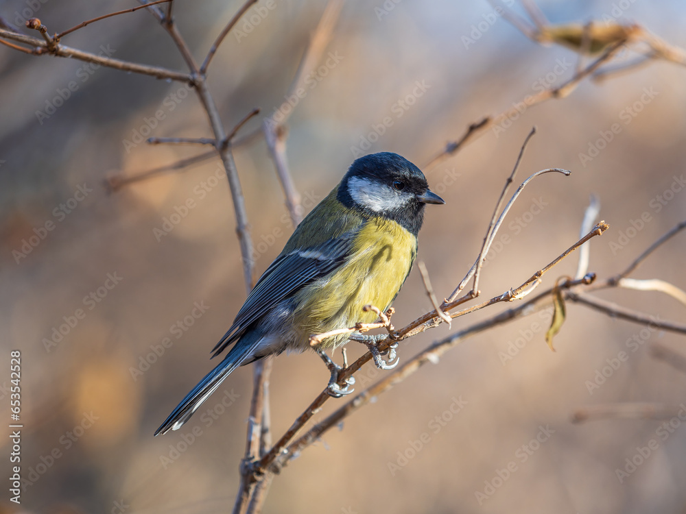Cute bird Great tit, songbird sitting on the branch with blurred background Cute bird Great tit, songbird sitting on the branch with blurred background