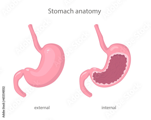 Scientific illustration of human healthy stomach external and internal view in realistic style with shadows and highlights.