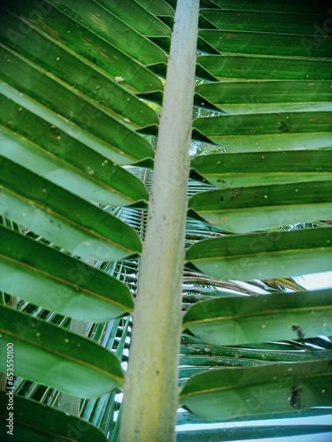 close up of green leaves
