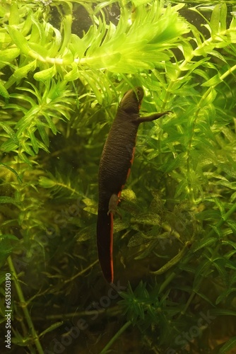 Vertical closeup on a small black Chinese fire-bellied newt, Cynops orientalis in an aquarium © Henk