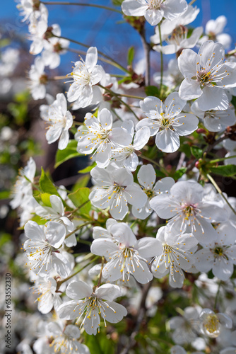 white flowers of fruit trees in spring