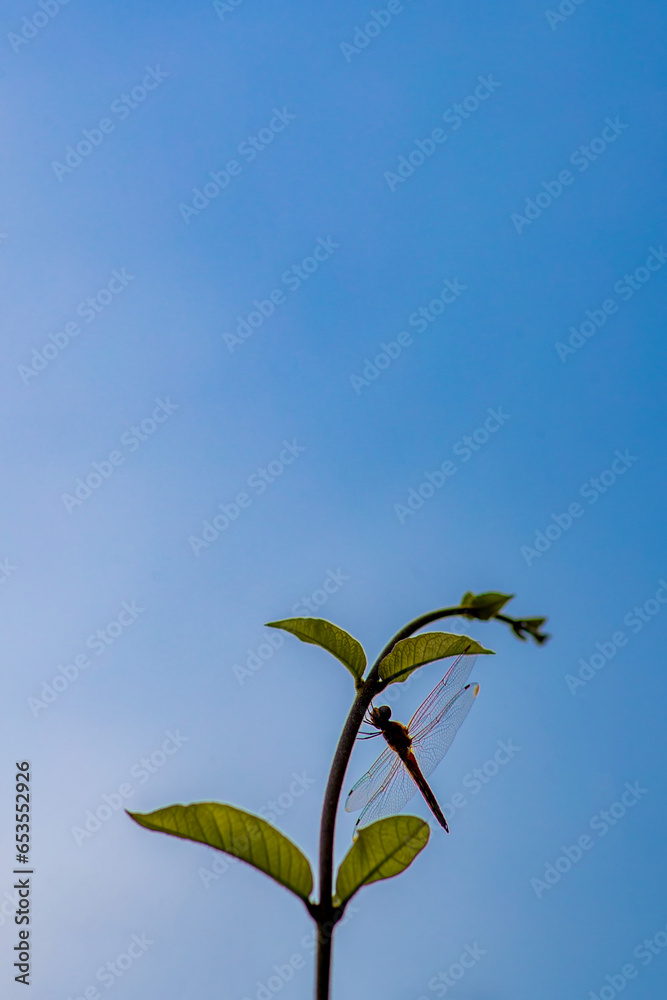 Green treetops stretching up into the sky and a blue sky in the background. Green treetops stretching up into the sky and a blue sky in the background.