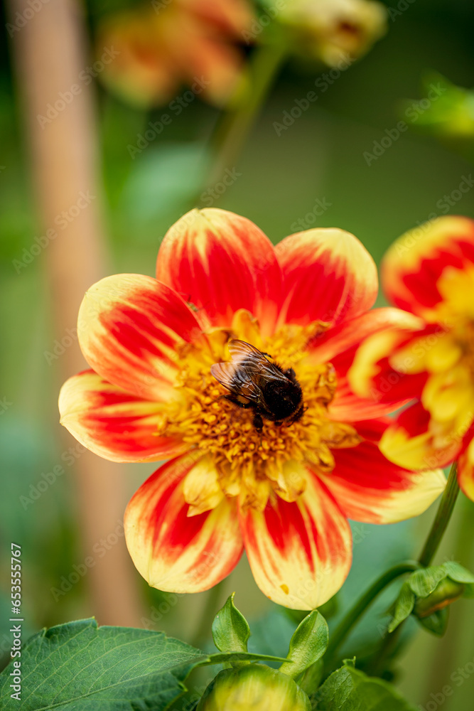 dahlia flowers in the garden dahlia flowers in the garden