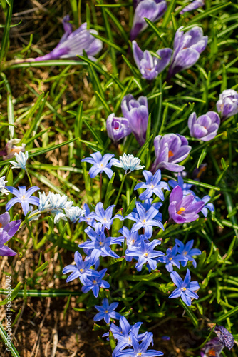 spring flowers in the garden photo