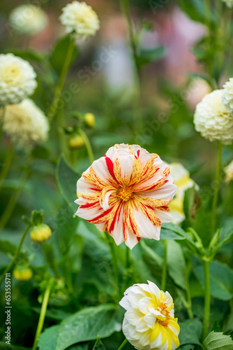 dahlia flowers in the garden