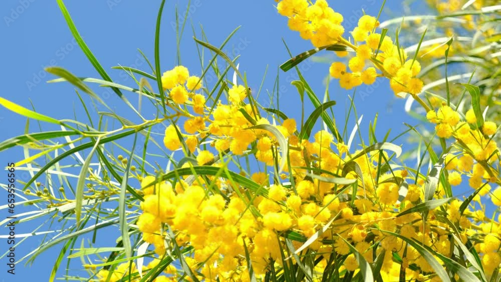 Yellow Flowering Golden Australian Wattle tree close up. Golden wattle is an Australia's national floral emblem.