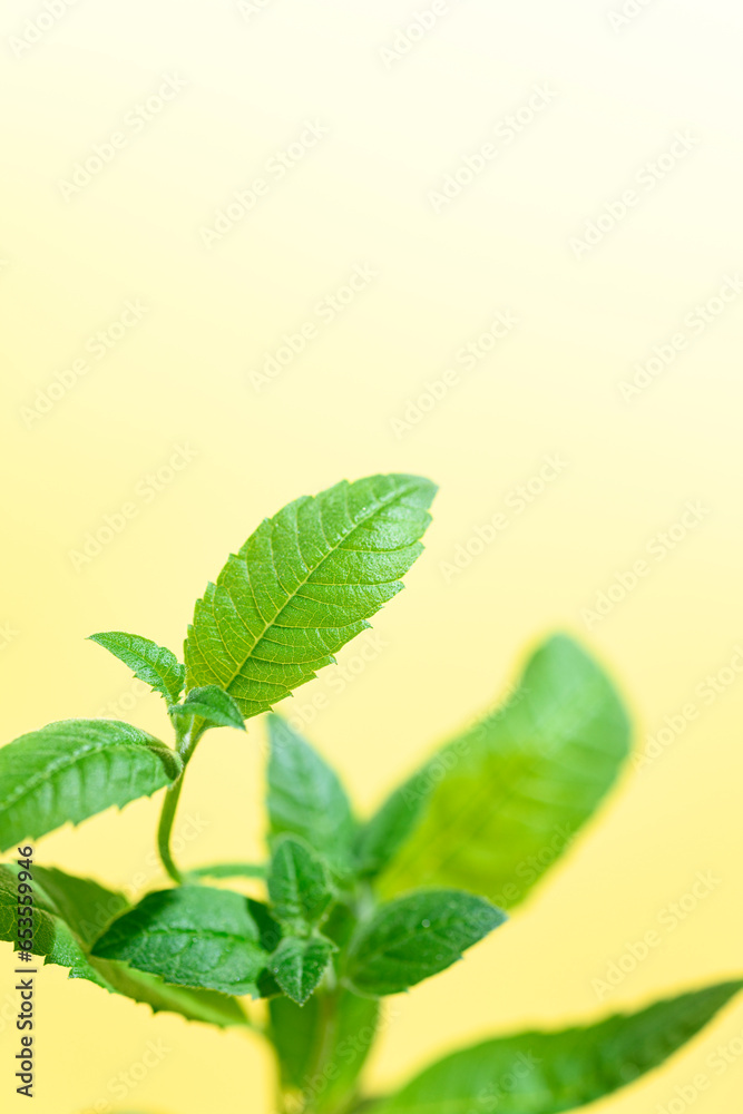 Fototapeta premium レモンバーム
