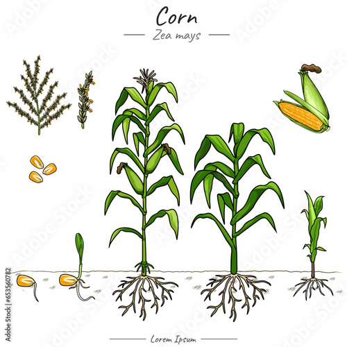 Corn plant set illustration.