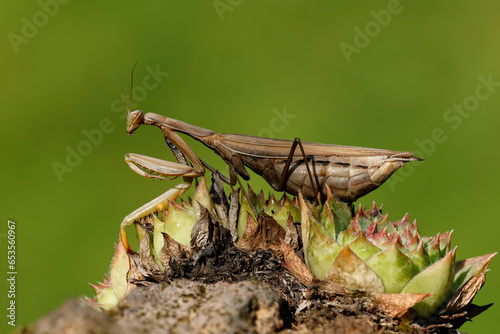 Europäische Gottesanbeterin (Mantis religiosa) auf Hauswurz photo