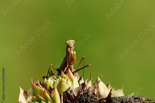 Europäische Gottesanbeterin (Mantis religiosa) auf Hauswurz photo