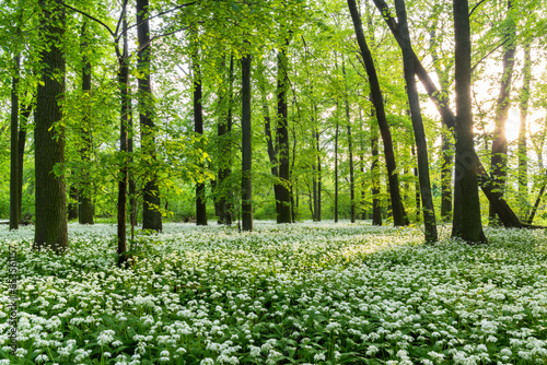 Sunny forest with wild garlic © laszloszelenczey
