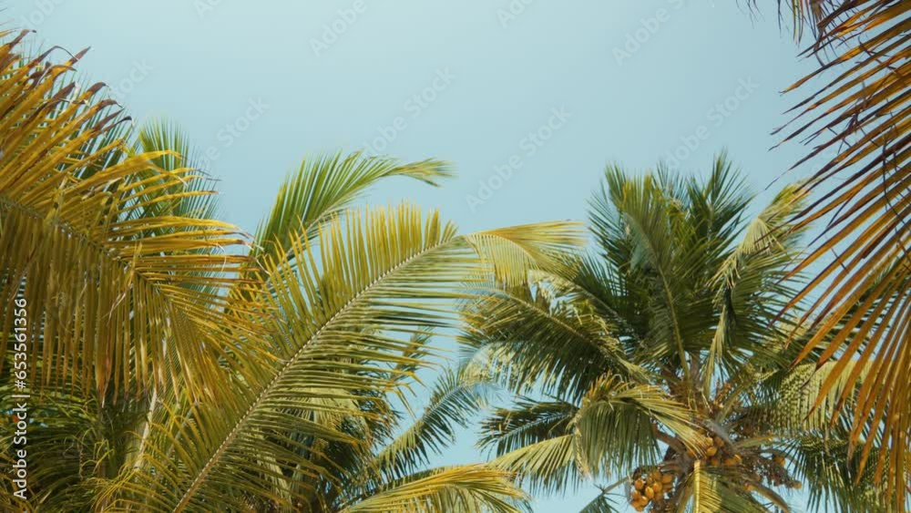 Palm leaves in the afternoon light, gently swaying with the blue afternoon sky as a backdrop.