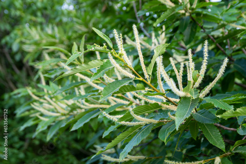 Sweet chestnut flower in summer