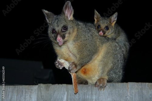 Brushtail Possum (female) with joey (baby).