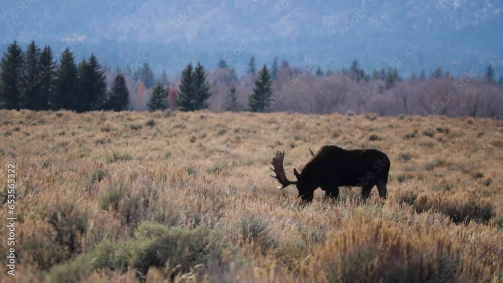Bull Moose Grazing in Wyoming Bull Moose Grazing in Wyoming