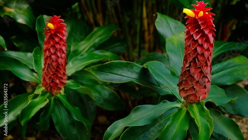 Blooming Red Tower Ginger, Spiral Ginger Flowers close up. photo