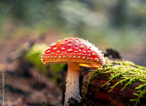 close up focused photo of tiny mushroom on the wood in the forest
