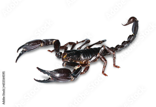 Black scorpion on transparent png