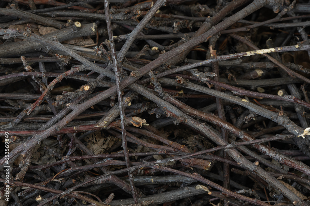 Bundle of dry sticks and branches. Dry brushwood. Firewood. Large pile of sticks twigs of a tree.