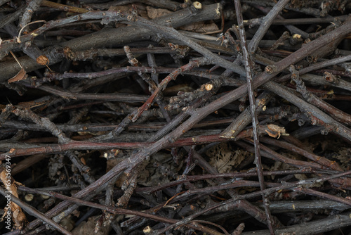 Bundle of dry sticks and branches. Dry brushwood. Firewood. Large pile of sticks twigs of a tree.