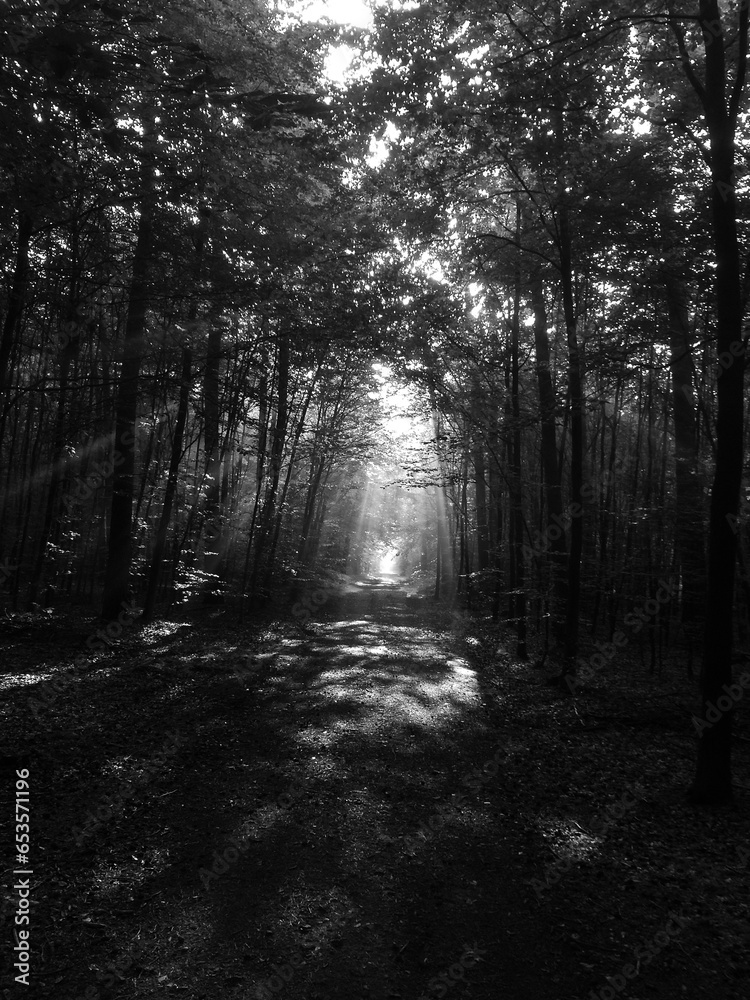 Fototapeta premium morning in the forest