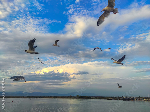 Sea gulls flying at sunset near the shore of Keramoti city near the Island of Thassos , Greece, south-eastern Eruope , evening scene