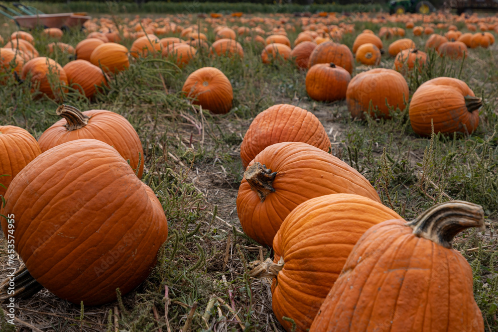 Fototapeta premium Pick your own pumpkin at a pumpkin patch in Kansas.