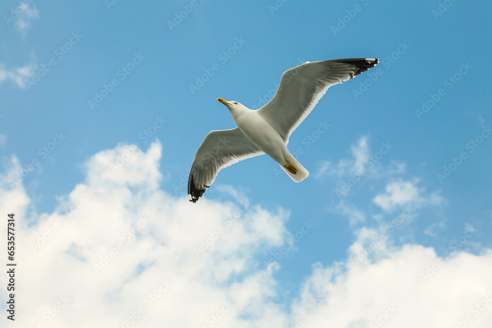 Fototapeta premium Sea gull in a flight over cloudy blue sky.