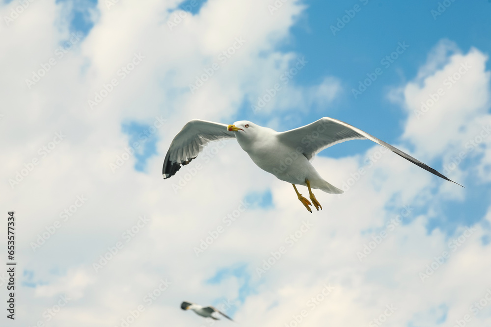 Sea gull in a flight over cloudy blue sky. Sea gull in a flight over cloudy blue sky.