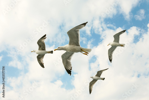 Flock of sea gulsl in a flight  over cloudy blue sky. © Volodymyr Herasymov