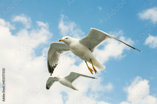 Sea gull in a flight over cloudy blue sky.