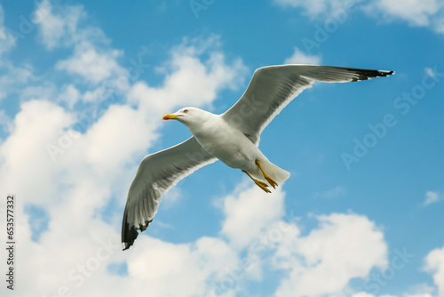 Sea gull in a flight  over cloudy blue sky.