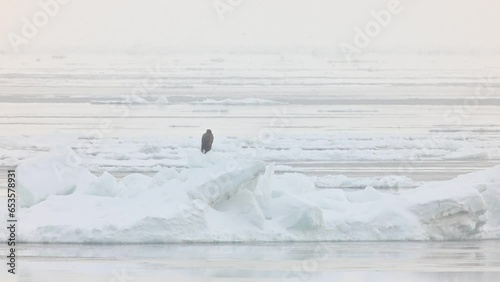 流氷に乗って流れるオジロワシ
