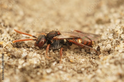 Detailed closeup on a male bear-clawed nomad bee, Nomada alboguttata sitting on the ground