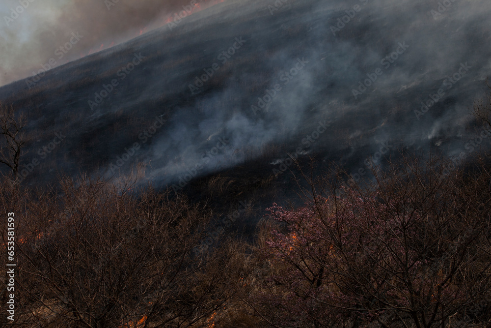 Obraz premium 大室山山焼き2014