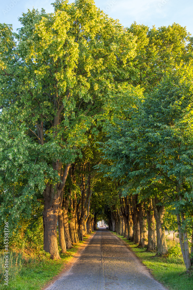 old alley with huge trees at the island of Usedom