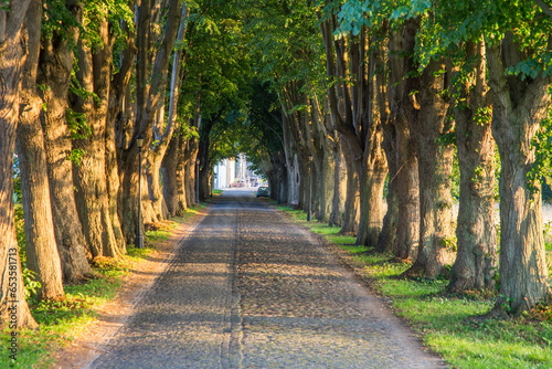 Fototapeta Naklejka Na Ścianę i Meble -  old alley with huge trees at the island of Usedom