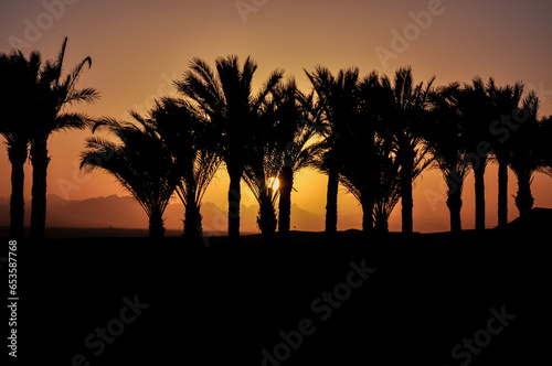 Sunset in Egypt with palm trees in the background