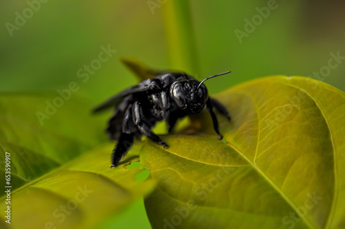 Xylocopa latipes sits on a green leaf in the jungle of Thailand photo