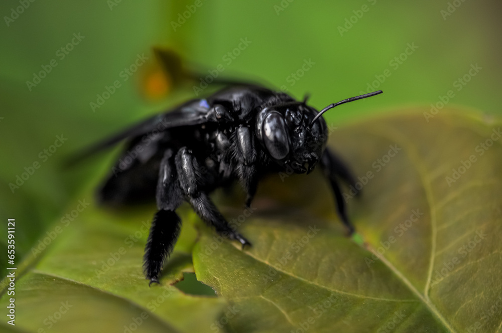 Xylocopa latipes sits on a green leaf in the jungle of Thailand Xylocopa latipes sits on a green leaf in the jungle of Thailand