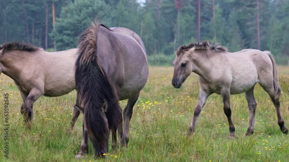 Wild horses at Marielyst nature reserve, Denmark. Konik horses with foals walking over a meadow Wild horses at Marielyst nature reserve, Denmark. Konik horses with foals walking over a meadow