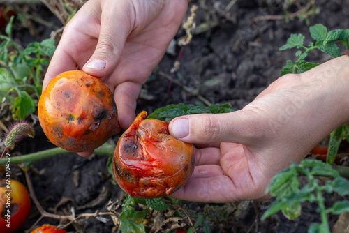 spoiled rotten diseased tomatoes in hands in the garden