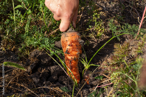 plucking carrots from the ground