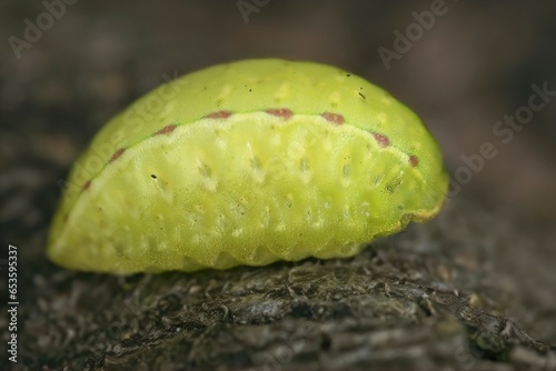 Natural vertical closeup on somewhat unusual, green caterpillar of the pale colored festoon moth, Apoda limacodes photo